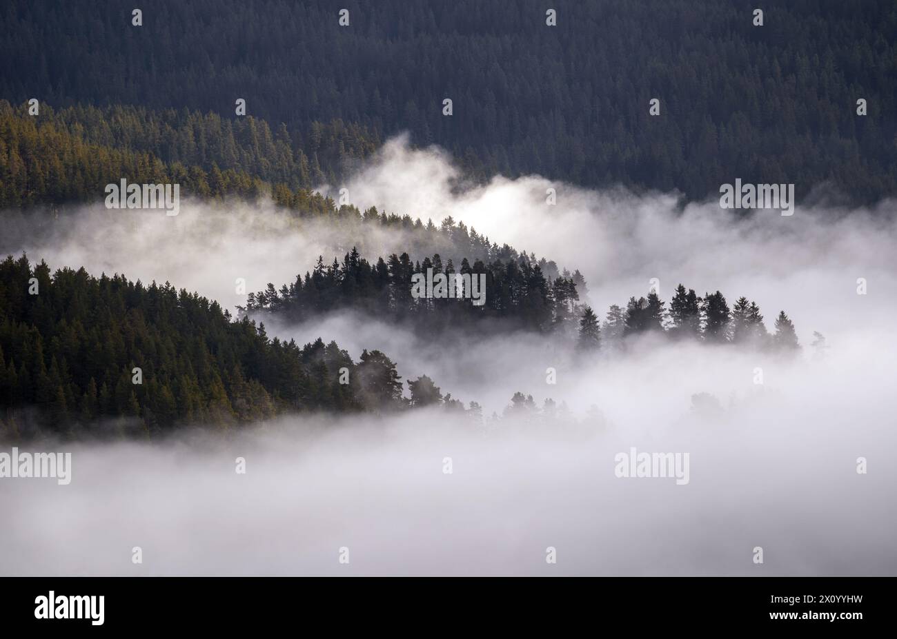 La brume roule entre les pins de la montagne Rhodope située en Bulgarie Banque D'Images