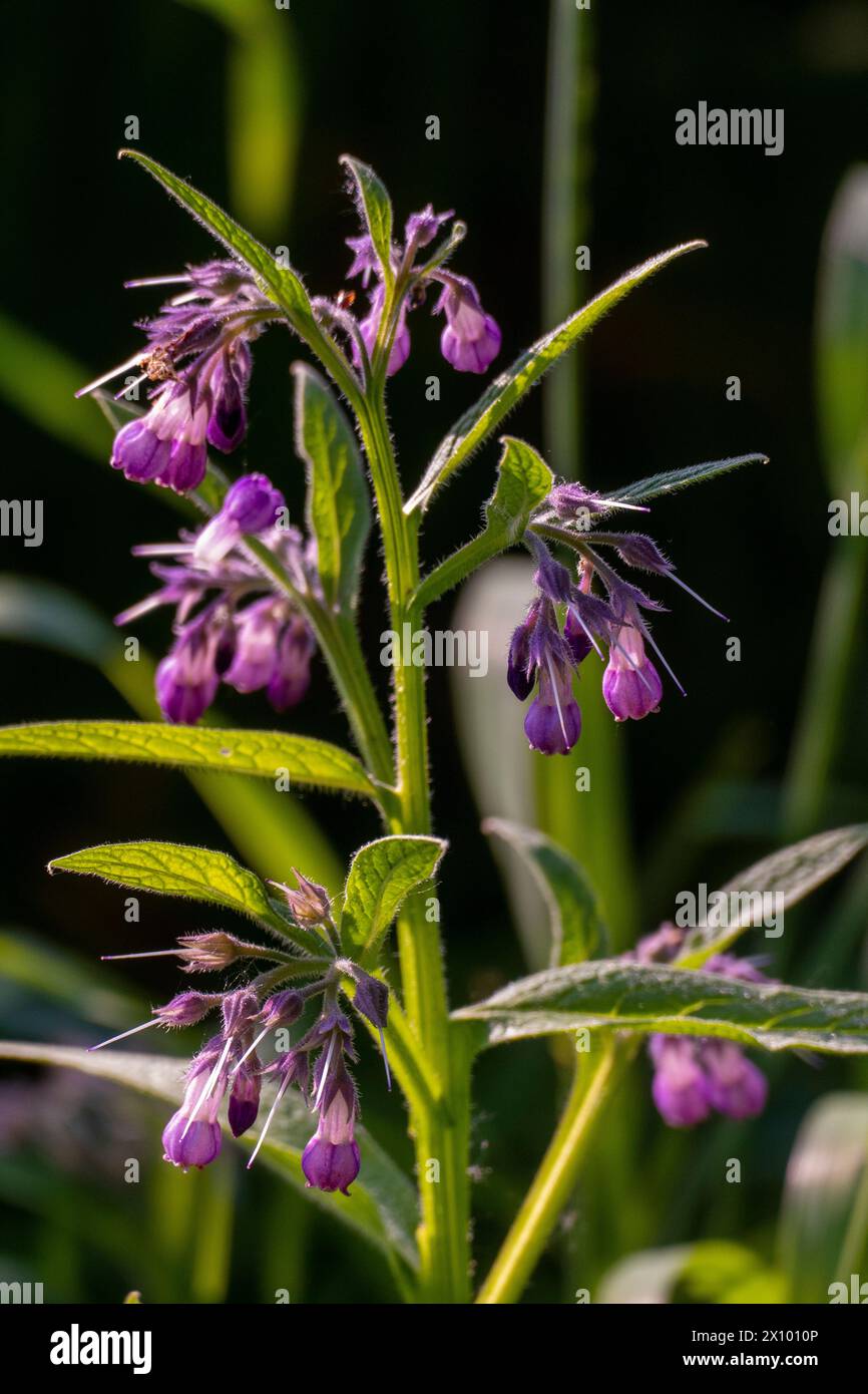 Beinwell, Pflanze mit lila, violett, farbener Blüte und grünen Blättern, auf der Wiese Banque D'Images