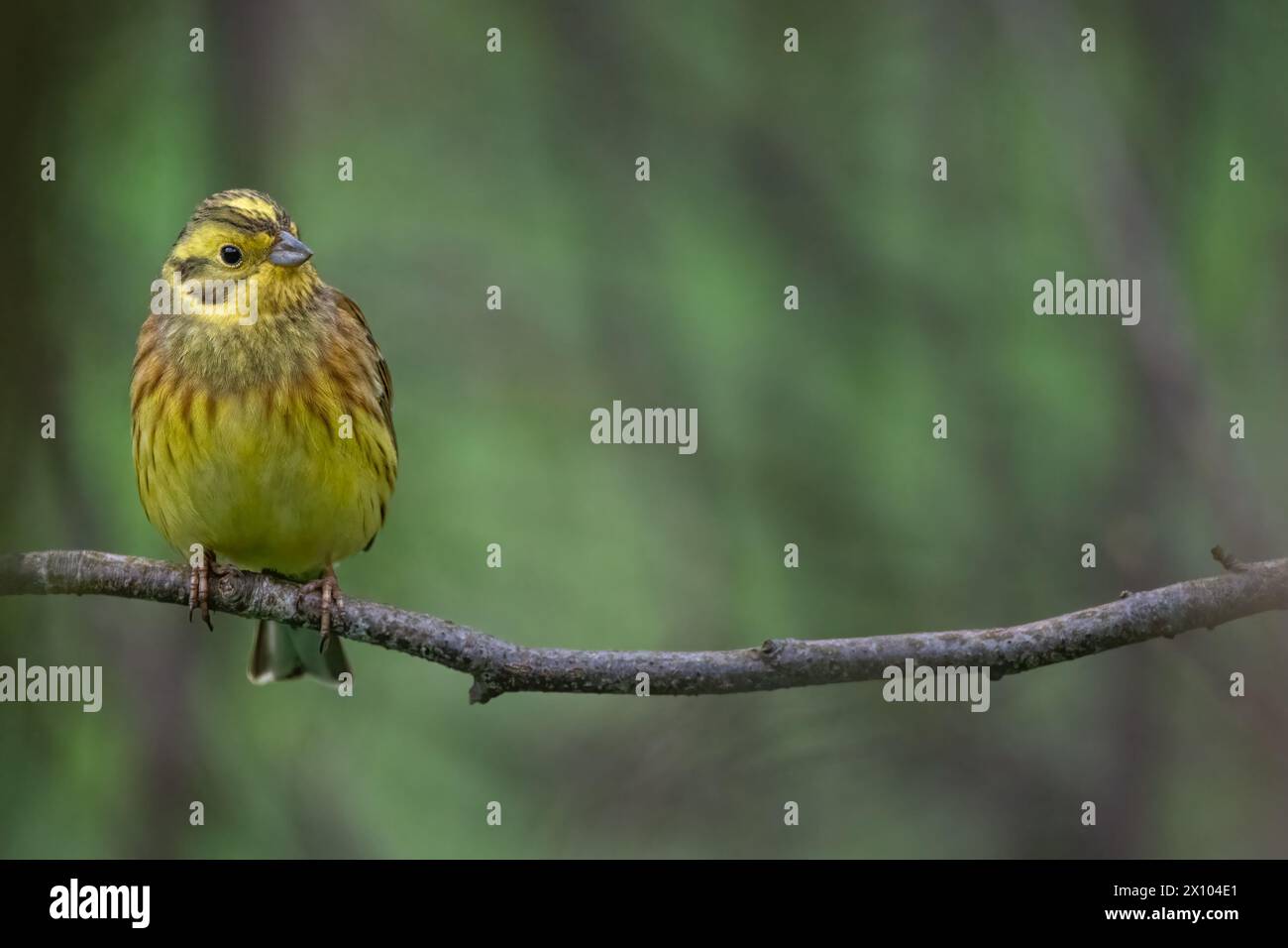 Yellowhammer (Emberiza citrinella), Perth, Perthshire, Écosse, Royaume-Uni. Banque D'Images