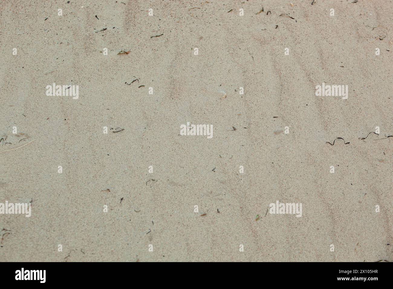 Gros plan de texture de sable jaune avec des algues foncées et des brins d'herbe sur une plage en été. Prise de vue plein format. Horizontal. Arrière-plan. Banque D'Images