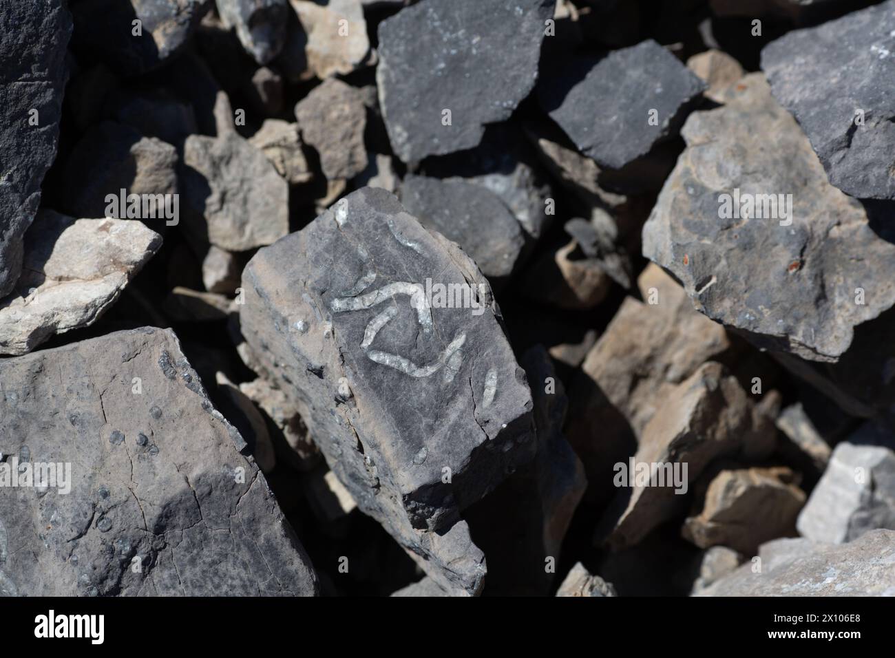 Fossiles anciens trouvés dans les roches près du sommet de la montagne Roche miette dans le parc national Jasper des Rocheuses canadiennes. Banque D'Images