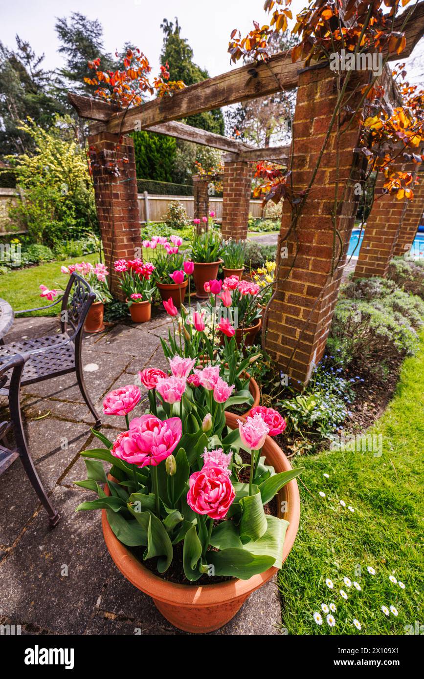 Tulipes roses dans des pots de fleurs en terre cuite dans un jardin à Surrey, au sud-est de l'Angleterre, au printemps Banque D'Images