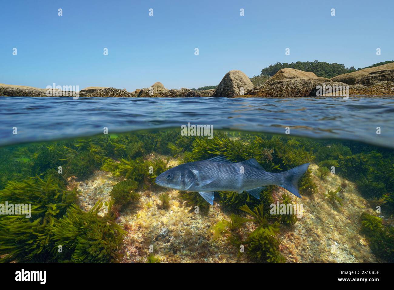 Un poisson de bar sous l'eau dans l'océan (Dicentrarchus labrax) près de la rive rocheuse, vue divisée sur et sous la surface de l'eau, Atlantique est, Espagne Banque D'Images