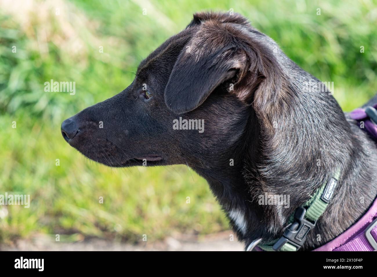 Ein Junger Terrier-Mischling à Aix-la-Chapelle AM 13. Avril 2024. ALLEMAGNE - AIX-LA-CHAPELLE - TERRIER Banque D'Images