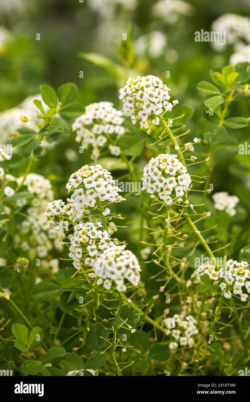 Lobularia Maritima, Sweet Alison ou fleurs d'alyssum doux poussant en Californie ; États-Unis Banque D'Images