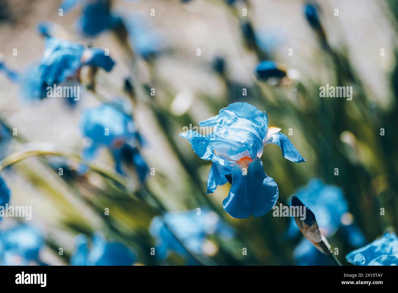 Fleurs d'iris bleu fleurissant dans le jardin au printemps, gros plan. Mise au point sélective. Banque D'Images