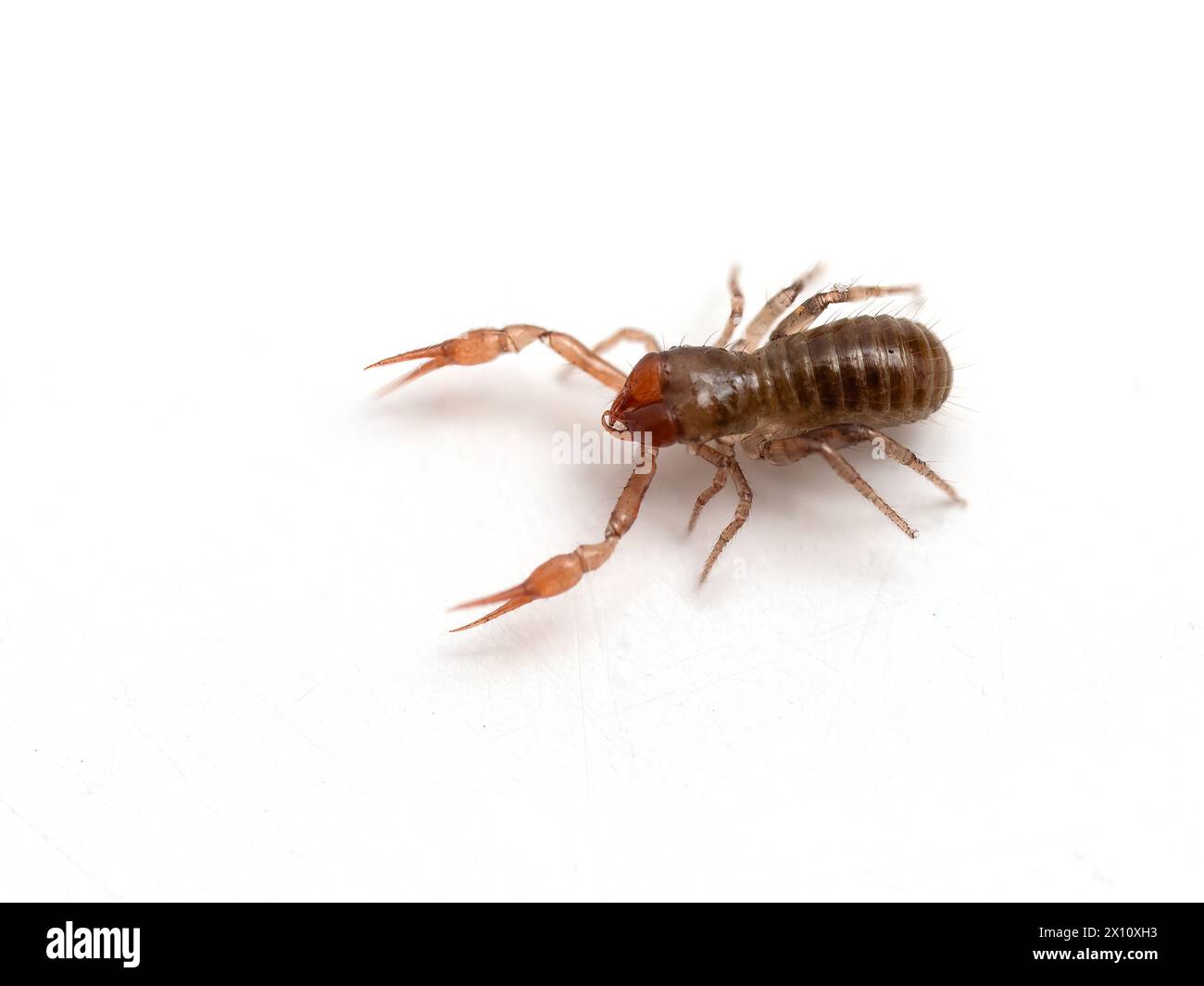 Un très petit pseudoscorpion (Apochthonius minimus) marchant sur une table blanche Banque D'Images