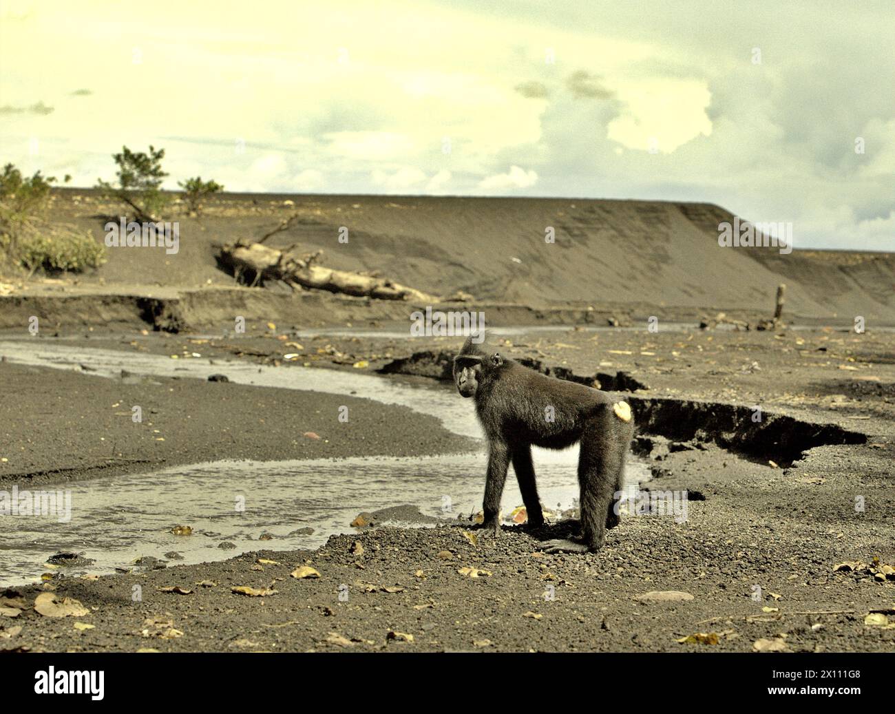 Un macaque à crête noire Sulawesi (Macaca nigra) est photographié debout sur le côté d'un ruisseau, alors qu'il fait une pause dans l'activité de recherche de nourriture près d'une plage dans la forêt de Tangkoko, Sulawesi Nord, Indonésie. «Le changement climatique est l'un des principaux facteurs affectant la biodiversité dans le monde à un rythme alarmant», selon une équipe de scientifiques dirigée par Antonio Acini Vasquez-Aguilar dans leur document de recherche publié pour la première fois en mars 2024 sur environ Monit Assess. Cela pourrait modifier la répartition géographique des espèces, y compris les espèces qui dépendent grandement du couvert forestier, ont-ils écrit. Banque D'Images