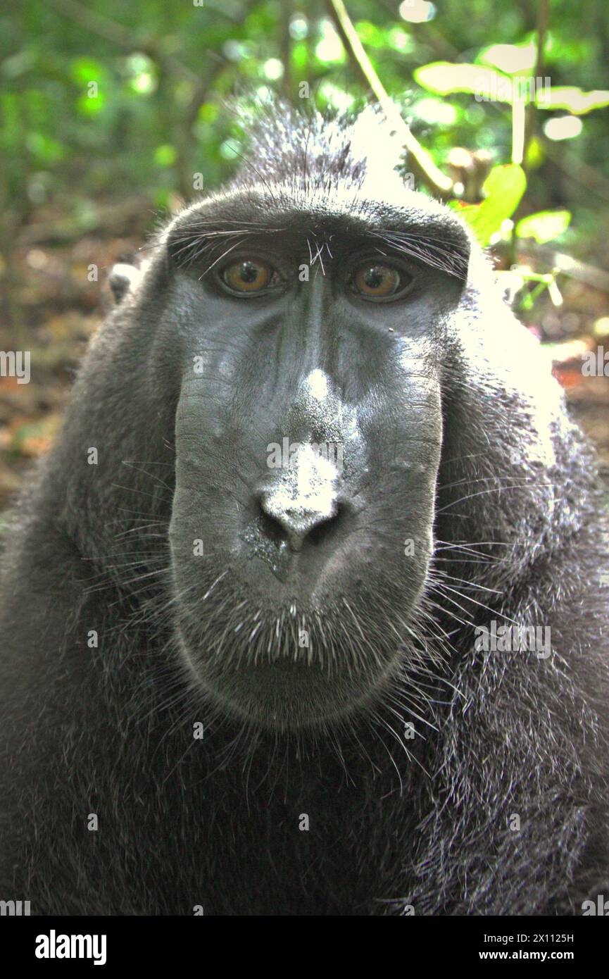 Un macaque à crête (Macaca nigra) regarde la caméra pendant qu'il est photographié, alors qu'il repose sur le sol dans la forêt de Tangkoko, Sulawesi du Nord, Indonésie. «Le changement climatique est l'un des principaux facteurs affectant la biodiversité dans le monde à un rythme alarmant», selon une équipe de scientifiques dirigée par Antonio Acini Vasquez-Aguilar dans leur document de recherche publié pour la première fois en mars 2024 sur environ Monit Assess. Cela pourrait modifier la répartition géographique des espèces, y compris les espèces qui dépendent grandement du couvert forestier, ont-ils écrit. En d'autres termes, le changement climatique peut réduire l'adéquation de l'habitat de... Banque D'Images