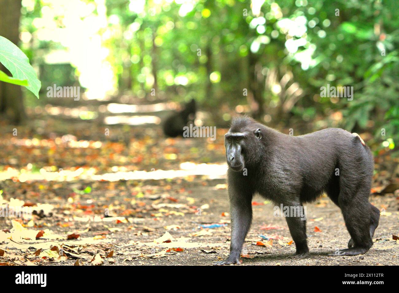 Un macaque à crête (Macaca nigra) traverse une route à Taman Wisata Alam Batuputih (parc naturel de Batuputih), qui est situé près de la réserve naturelle de Tangkoko dans le nord de Sulawesi, en Indonésie. «Le changement climatique est l'un des principaux facteurs affectant la biodiversité dans le monde à un rythme alarmant», selon une équipe de scientifiques dirigée par Antonio Acini Vasquez-Aguilar dans leur document de recherche publié pour la première fois en mars 2024 sur environ Monit Assess. Cela pourrait modifier la répartition géographique des espèces, y compris les espèces qui dépendent grandement du couvert forestier, ont-ils écrit. En d'autres termes, le changement climatique peut réduire... Banque D'Images