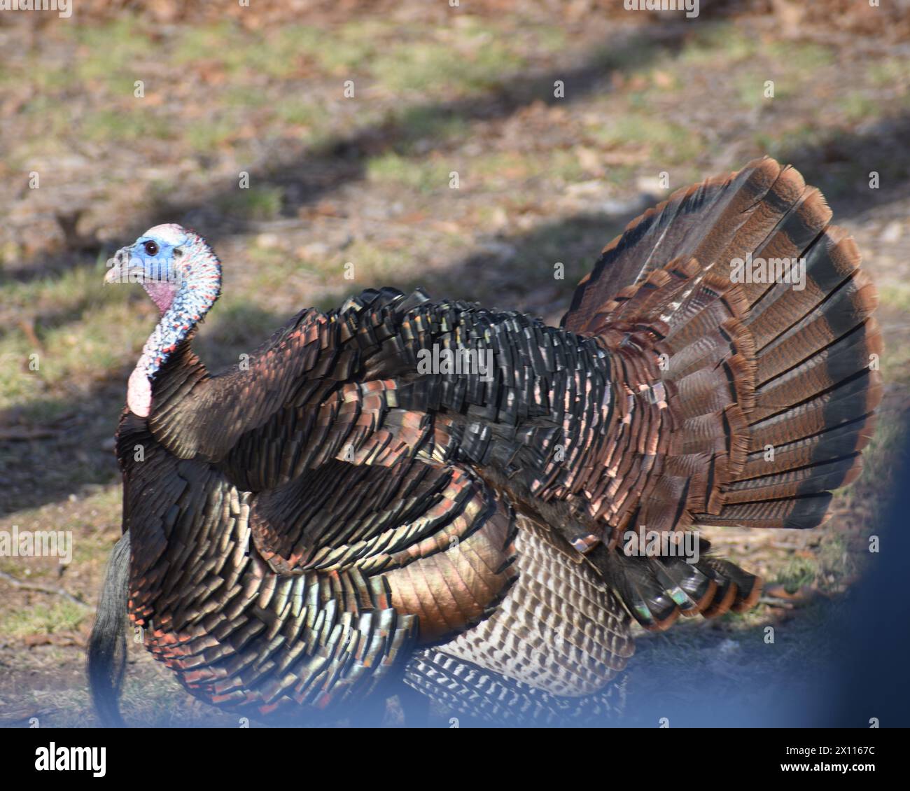 Un dinde mâle sauvage, appelé un tom ou un gobbler, Meleagris gallopavo, marche dans une jambe partielle, pendant la saison d'accouplement printanière. Banque D'Images