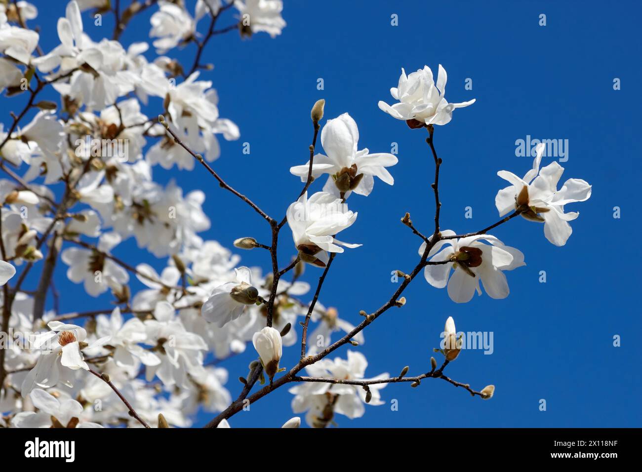 Des branches de fleurs de magnolia blanc fleurissent sur un ciel bleu. Banque D'Images