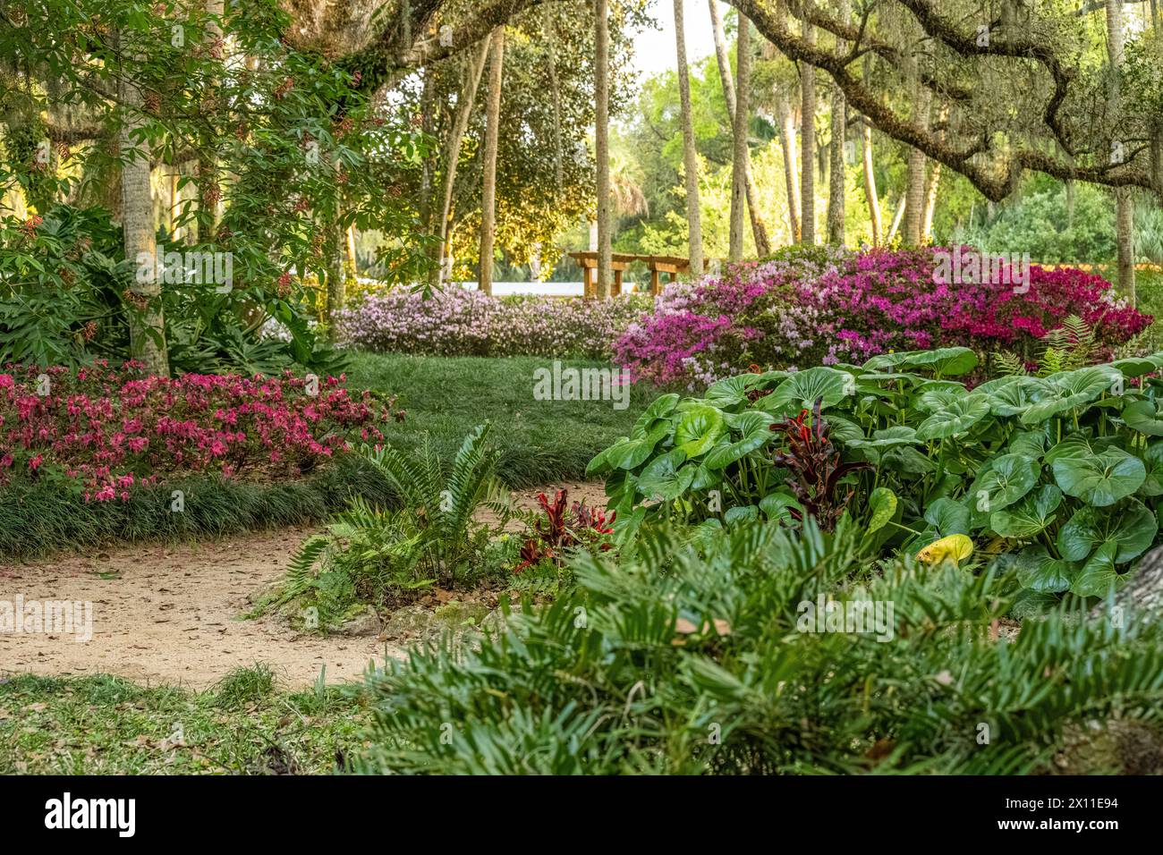 Beaux jardins formels avec des azalées florissantes au Washington Oaks Gardens State Park à Palm Coast, Floride. (ÉTATS-UNIS) Banque D'Images