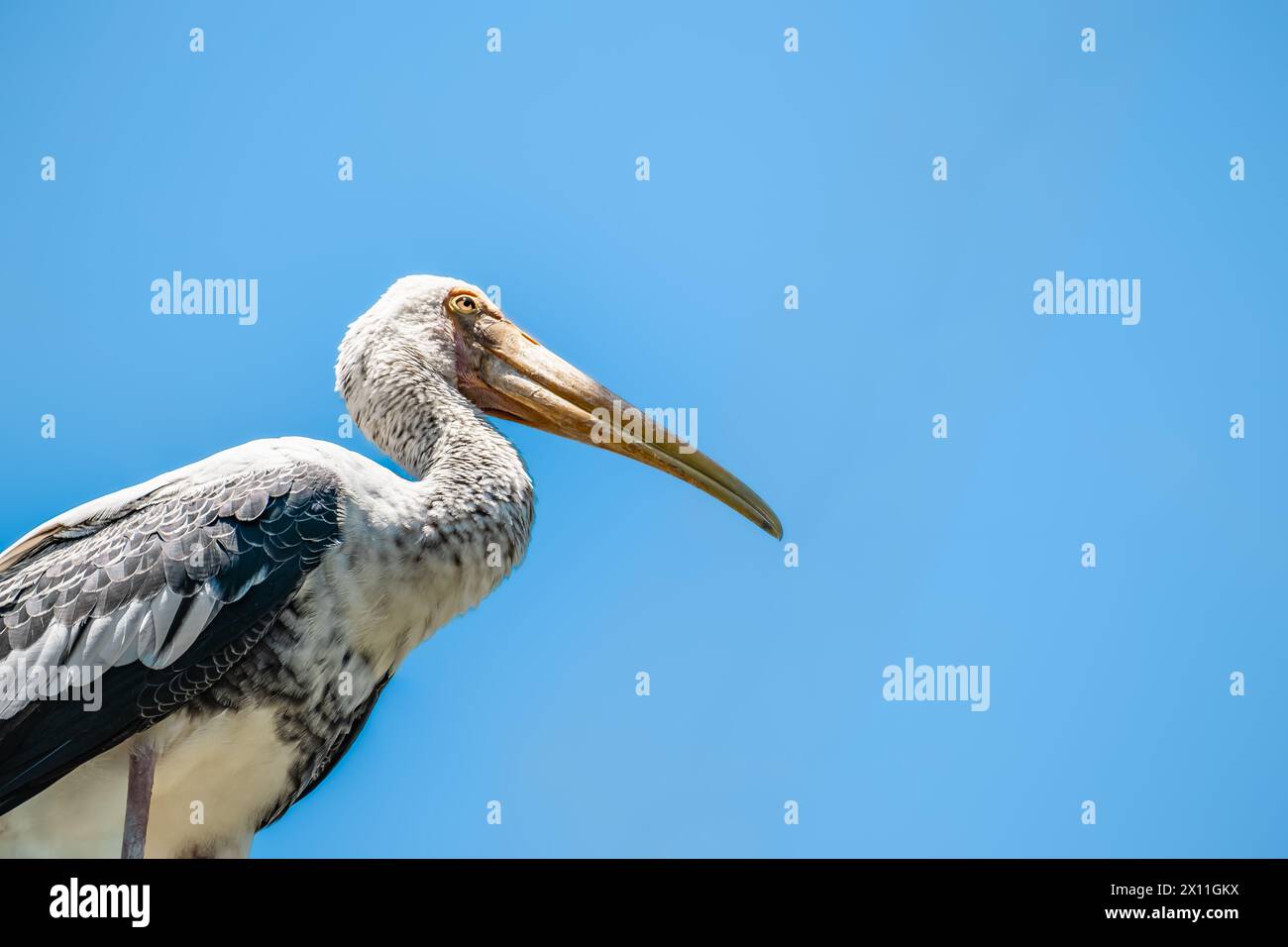 grand pélican blanc isolé sur fond de ciel bleu. Pelicans le genre Pelecanus est un genre de grands oiseaux aquatiques qui composent la famille des Pelecanidae. Banque D'Images