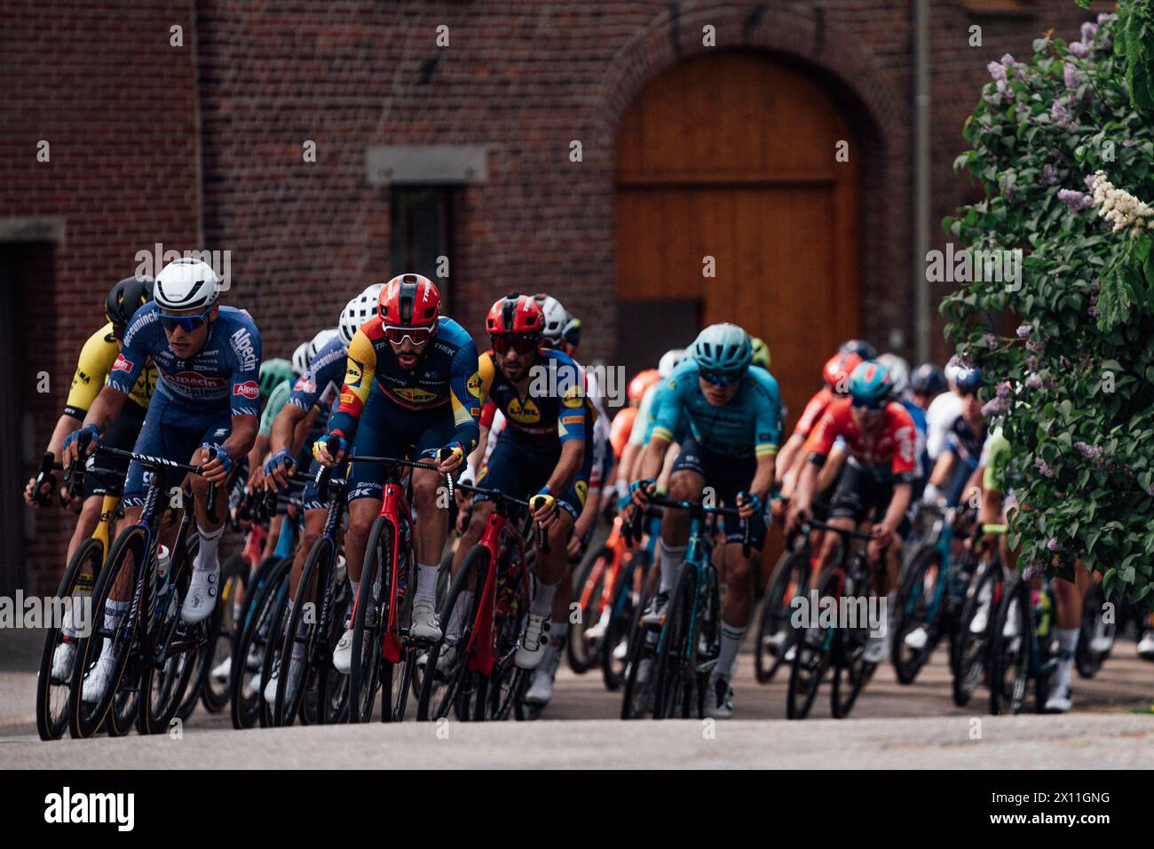 Valkenberg, pays-Bas. 14 avril 2024. Photo par Zac Williams/SWpix.com - 14/04/2024 - cyclisme - Amstel Gold Race 2024 - Lidl Trek, Alpecin Deceuninck. Crédit : SWpix/Alamy Live News Banque D'Images