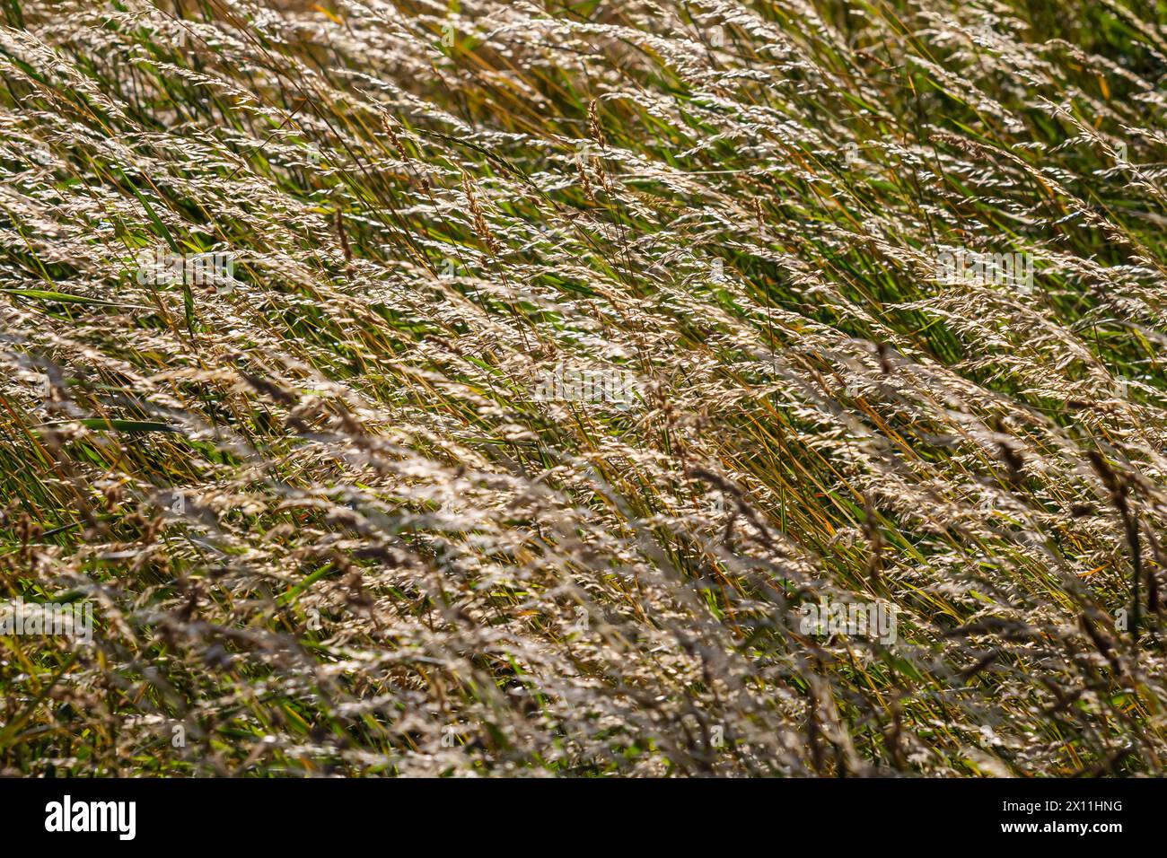 Prairie d'herbe de prairie avec les sommets des panicules de stèle. Poa pratensis herbe verte de prairie européenne. Banque D'Images