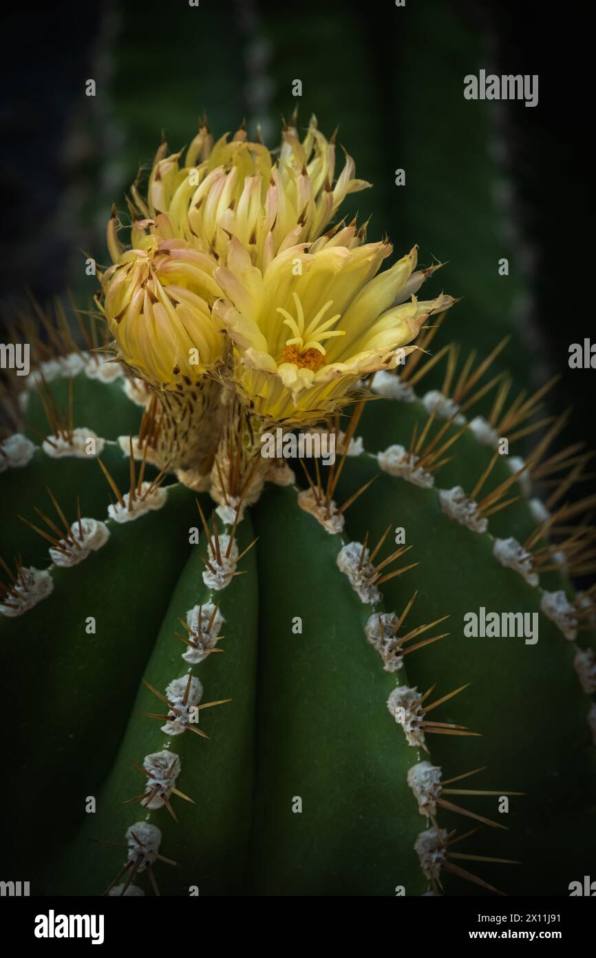 Spécimen de cactus Parodia magnifica en fleur. Parodia magnifica est une espèce de plante à fleurs de la famille des Cactaceae, originaire du sud du Brésil. Un Banque D'Images