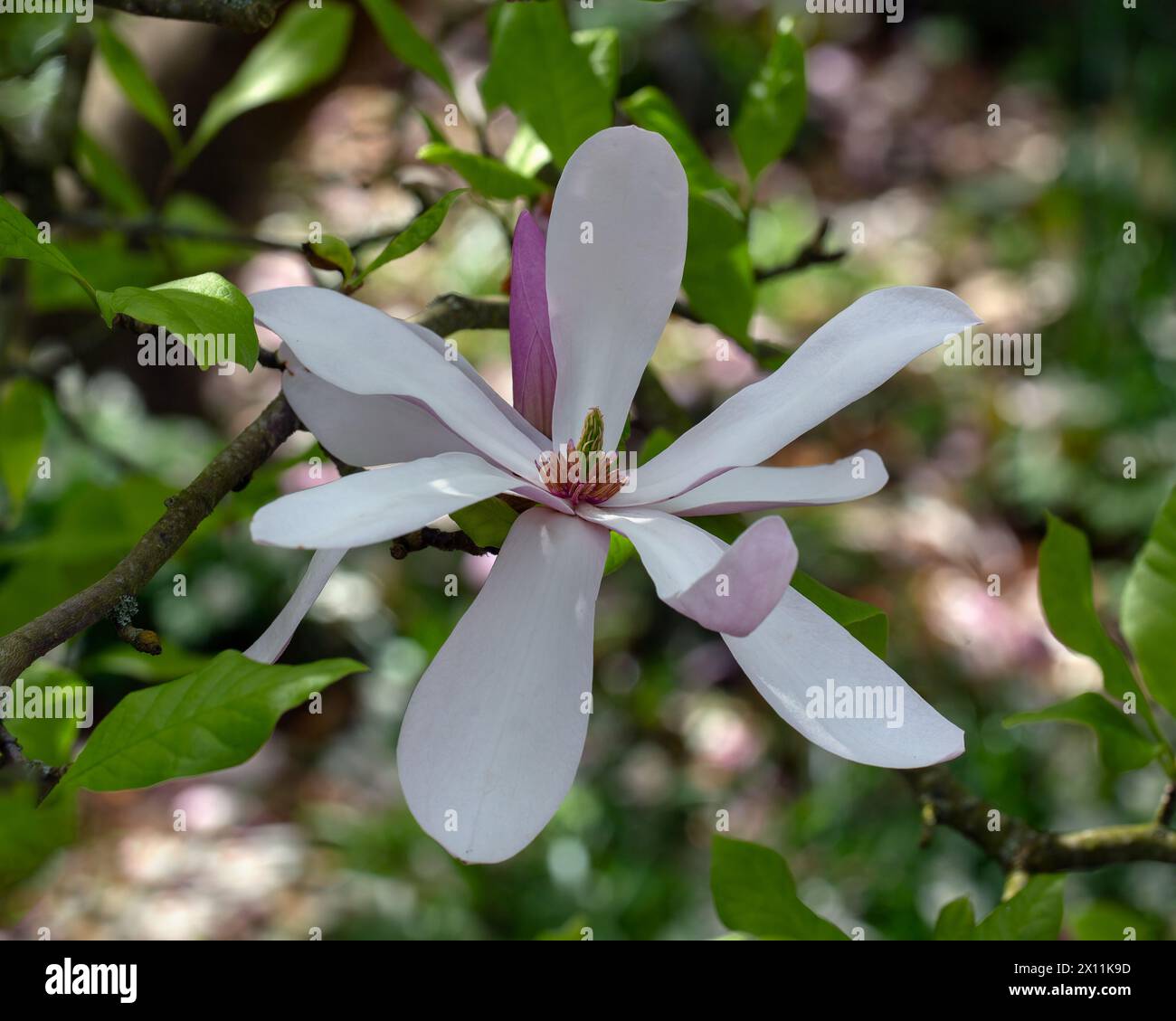 Gros plan d'une fleur de Magnolia 'Pinkie' dans un jardin au printemps Banque D'Images