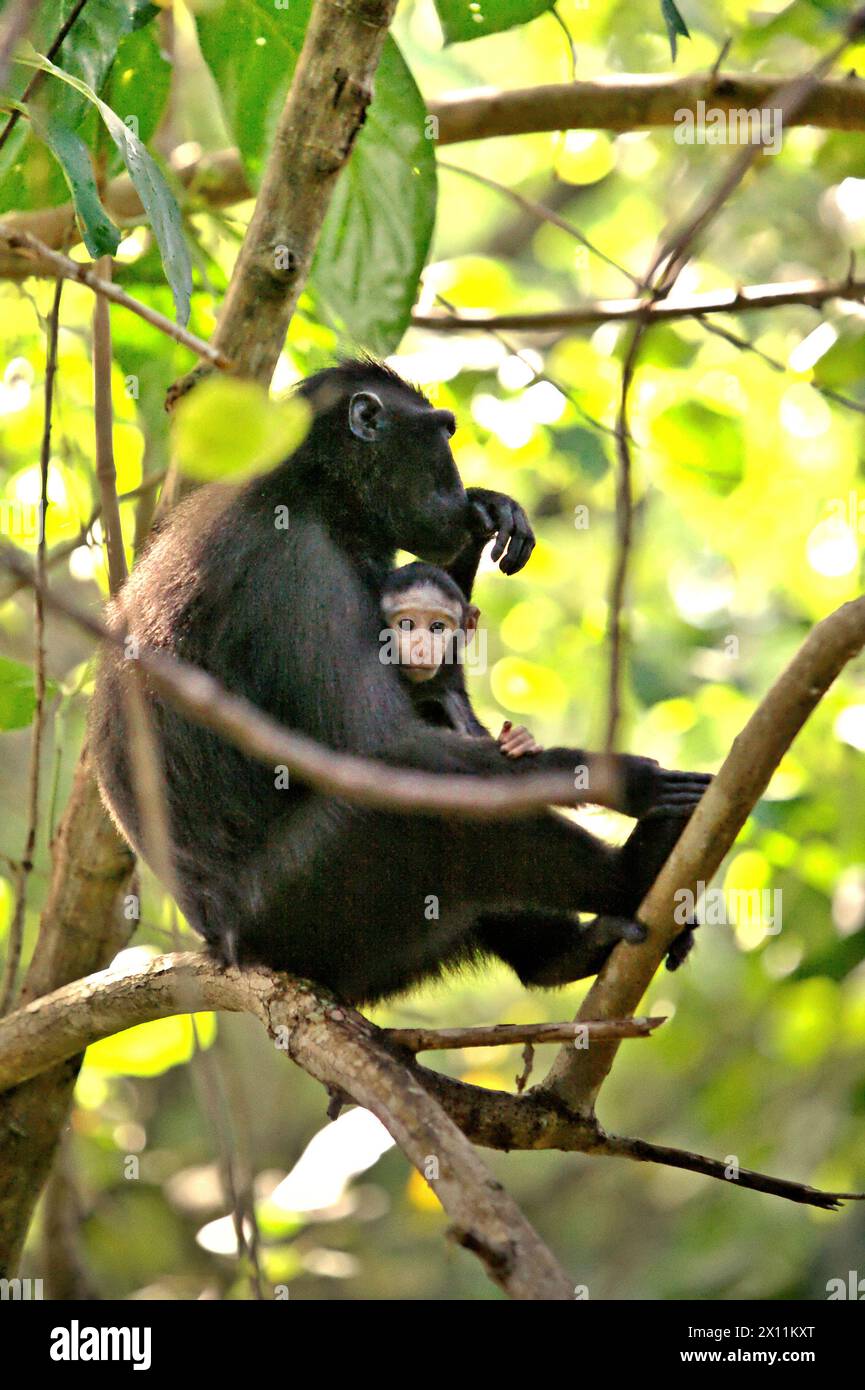 Un macaque à crête (Macaca nigra) prend soin d'une progéniture, alors qu'ils font une pause dans la forêt de Tangkoko, dans le nord du Sulawesi, en Indonésie. «Le changement climatique est l'un des principaux facteurs affectant la biodiversité dans le monde à un rythme alarmant», selon une équipe de scientifiques dirigée par Antonio Acini Vasquez-Aguilar dans leur document de recherche publié pour la première fois en mars 2024 sur environ Monit Assess. Cela pourrait modifier la répartition géographique des espèces, y compris les espèces qui dépendent grandement du couvert forestier, ont-ils écrit. En d'autres termes, le changement climatique peut réduire la pertinence de l'habitat des espèces de primates, . Banque D'Images