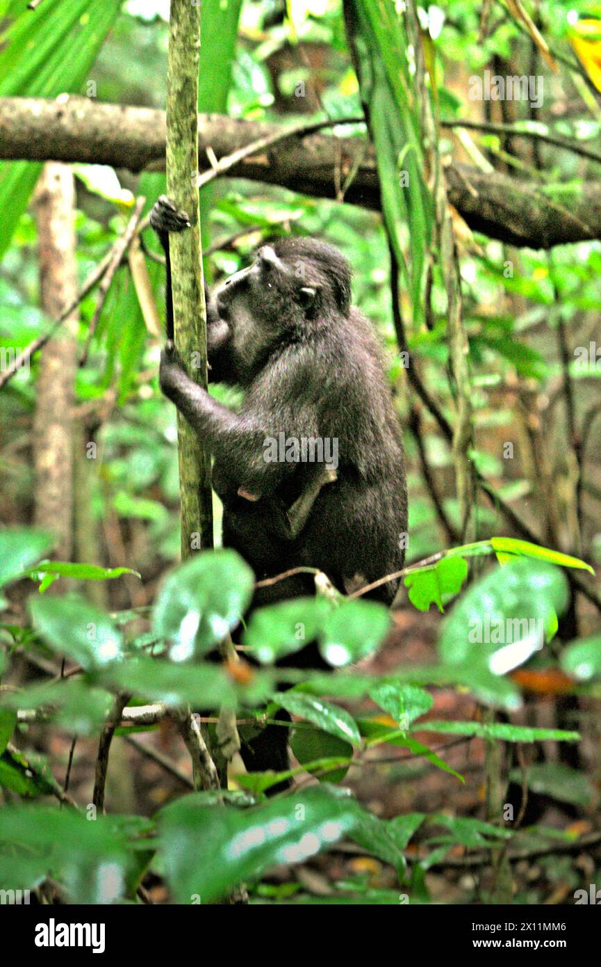 Un macaque à crête (Macaca nigra) porte un nourrisson, alors qu'il grimpe à un arbre en buvant dans la forêt de Tangkoko, dans le Sulawesi du Nord, en Indonésie. «Le changement climatique est l'un des principaux facteurs affectant la biodiversité dans le monde à un rythme alarmant», selon une équipe de scientifiques dirigée par Antonio Acini Vasquez-Aguilar dans leur document de recherche publié pour la première fois en mars 2024 sur environ Monit Assess. Cela pourrait modifier la répartition géographique des espèces, y compris les espèces qui dépendent grandement du couvert forestier, ont-ils écrit. En d'autres termes, les changements climatiques peuvent réduire l'adéquation de l'habitat des espèces de primates, ... Banque D'Images