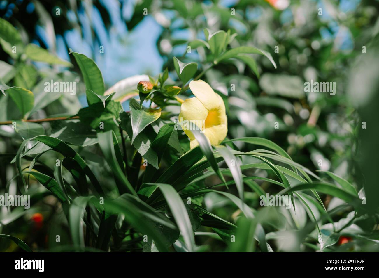 Allamanda cathartica, également connu sous le nom de trompette dorée, trompetvine commune, ou allamanda jaune, est un arbuste tropical à feuilles persistantes originaire du Brésil avec l Banque D'Images