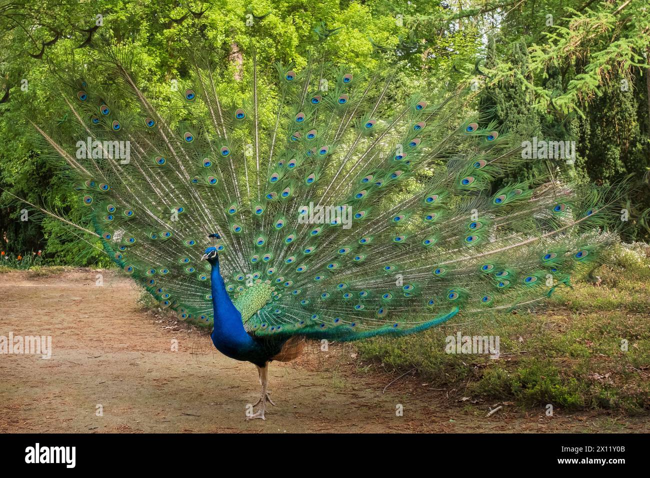 Paon bleu dans le jardin botanique forestier de Cologne. Le paon bleu (Pavo cristatus) est une espèce d'oiseau de la famille des faisans (Phasianidae) Banque D'Images