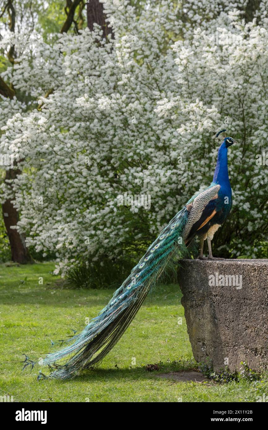 Paon bleu dans le jardin botanique forestier de Cologne. Le paon bleu (Pavo cristatus) est une espèce d'oiseau de la famille des faisans (Phasianidae) Banque D'Images