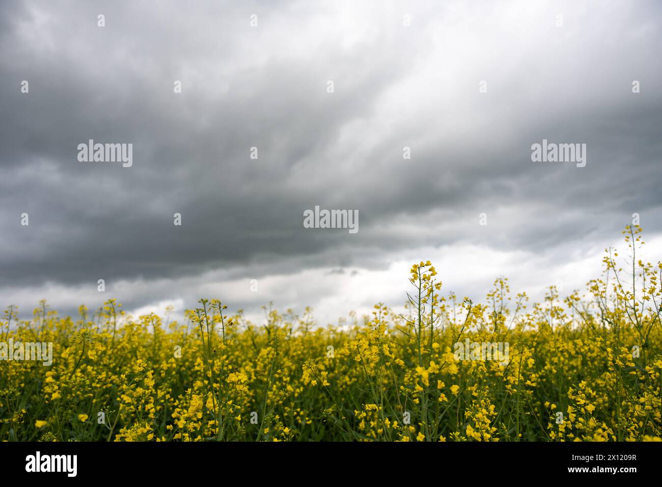 Champ de colza jaune par jour nuageux. Champ de colza en fleur. Banque D'Images