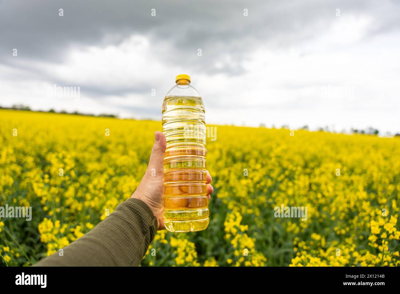 Une bouteille d'huile de colza dans une main sur le fond d'un champ de colza à floraison jaune. Une bouteille d'huile de colza et des champs de colza en fleurs. Banque D'Images