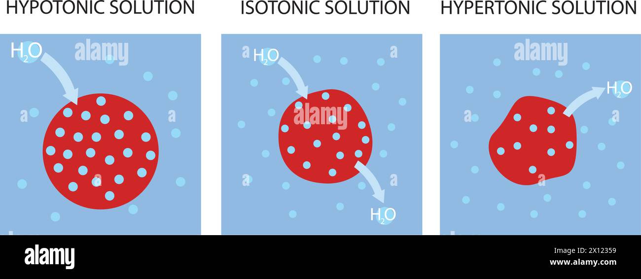 Vecteur de solutions hypotoniques, isotoniques et hypertoniques. Tonicité et osmose. Illustration de Vecteur