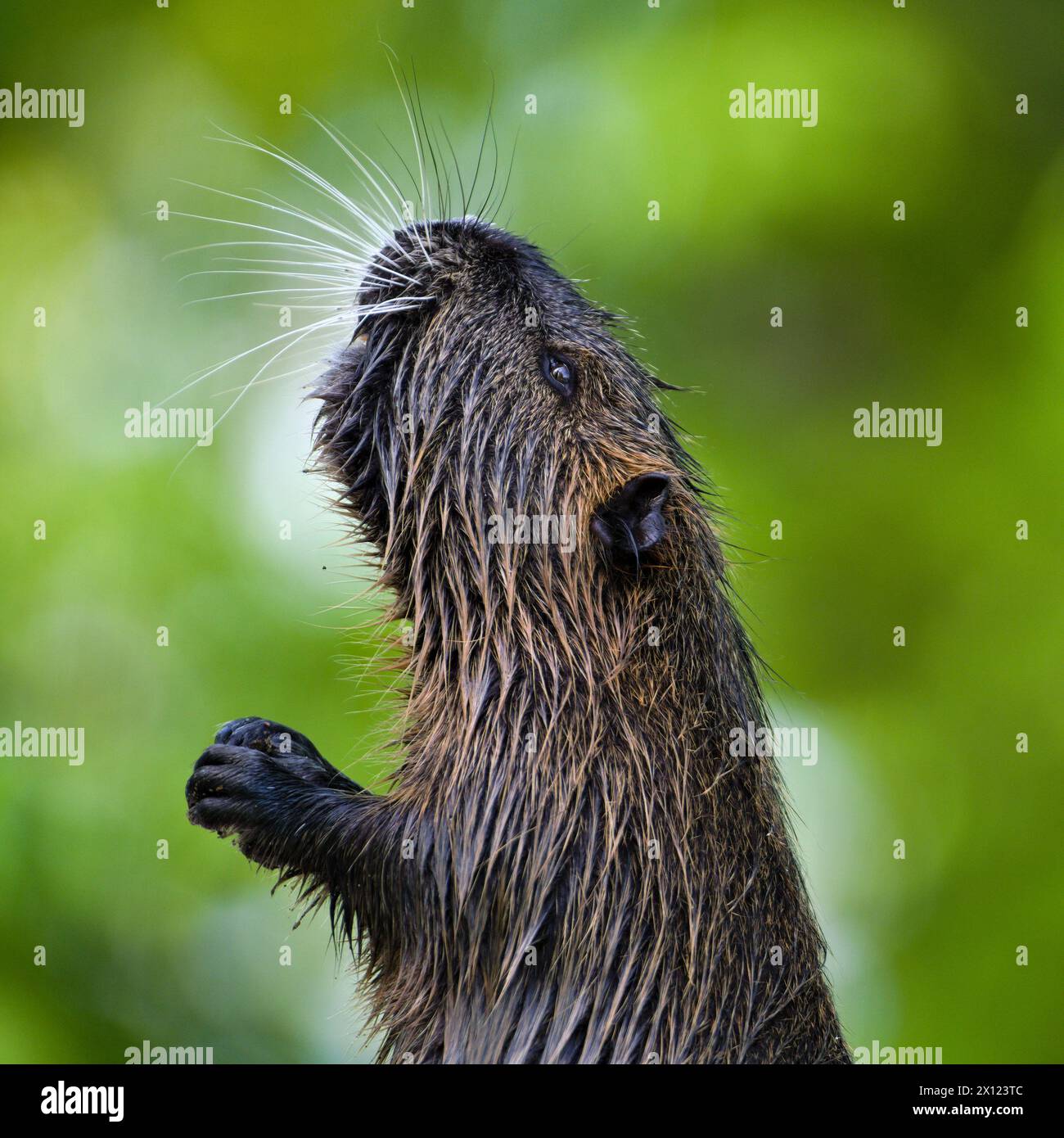 Myocastor coypus aka nutria ou rat des marais. Portrait de tête en gros plan. Rongeur envahissant dans la rivière Vltava à Prague. république tchèque. Banque D'Images