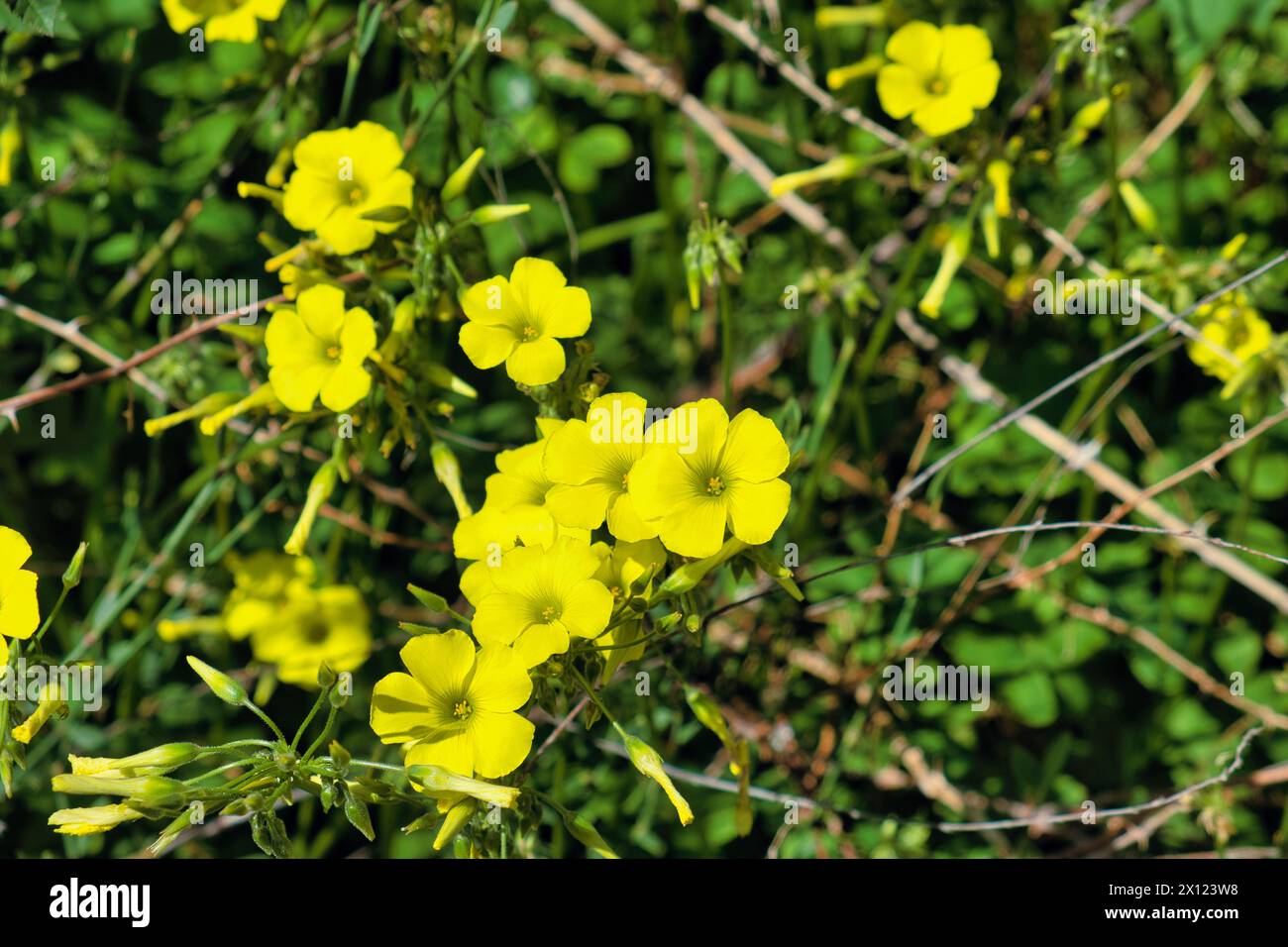 Fleurs et bourgeons d'Oxalis pes-caprae (oseille des bois d'Afrique, d'ouragan, d'oseille des Bermudes), une espèce envahissante dans de nombreuses régions du monde Banque D'Images