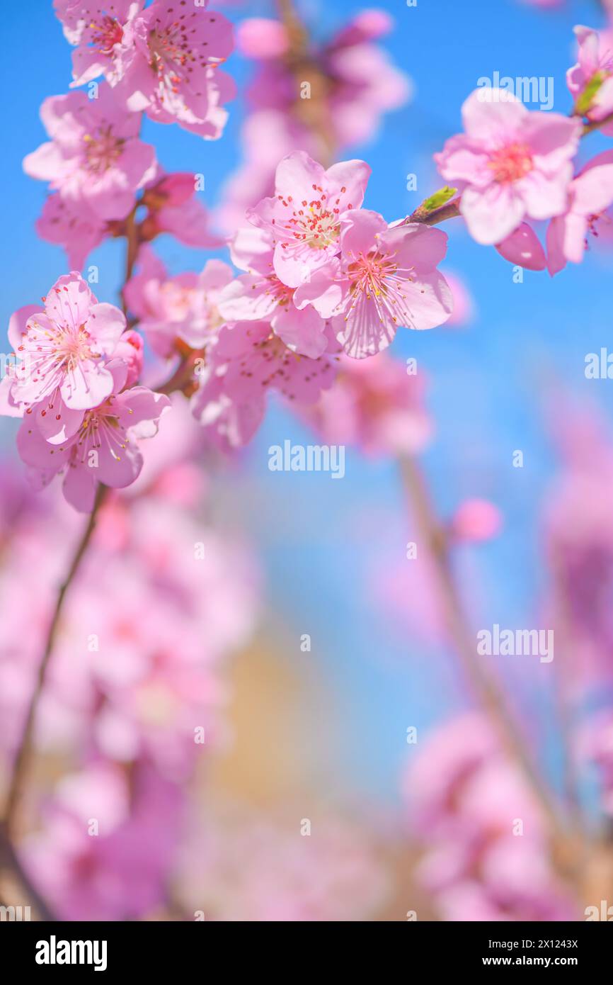 Belles fleurs de fleur de pêche au printemps, mise au point sélective Banque D'Images