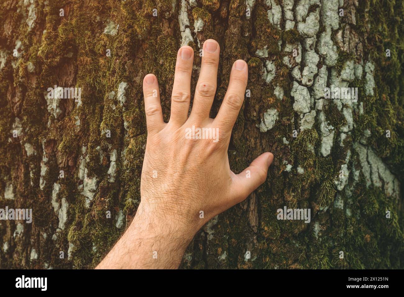Concept de jour de la Terre, gros plan de la main écologiste masculine touchant doucement la croûte du grand tronc d'arbre, s Banque D'Images