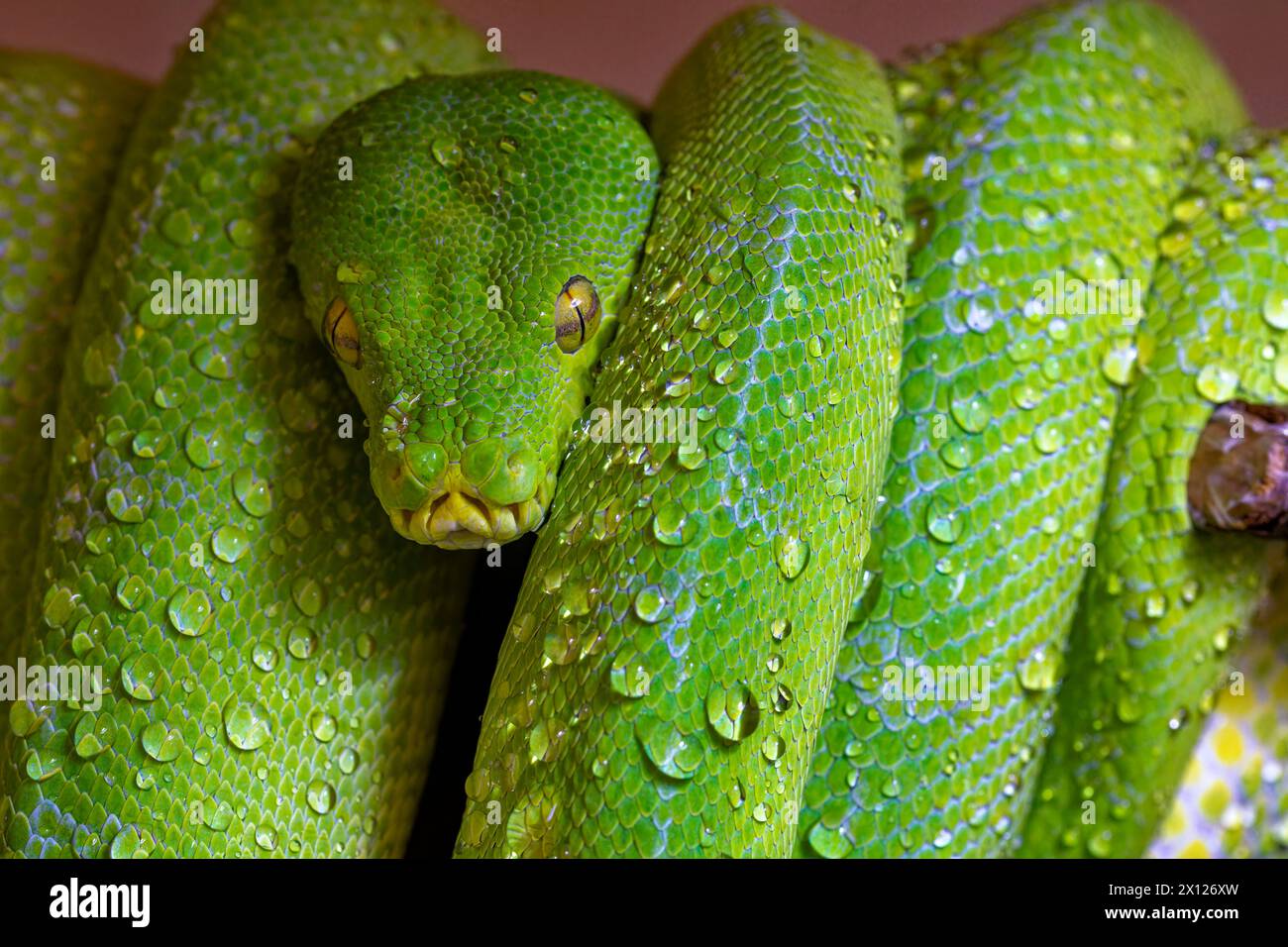 Portrait de «Lime», un Manokwari Green Tree Python enroulé sur une branche avec des gouttelettes d'eau, qu'il boit de son corps. Banque D'Images