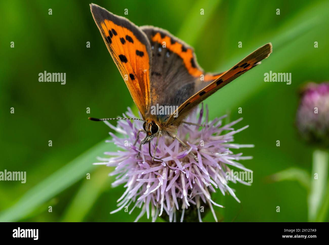 Regardez en gros plan un petit papillon de cuivre (Lycaena phlaeas – caeruleopunctata) se nourrissant d'une fleur de chardon rampante (Cirsium arvense) Banque D'Images