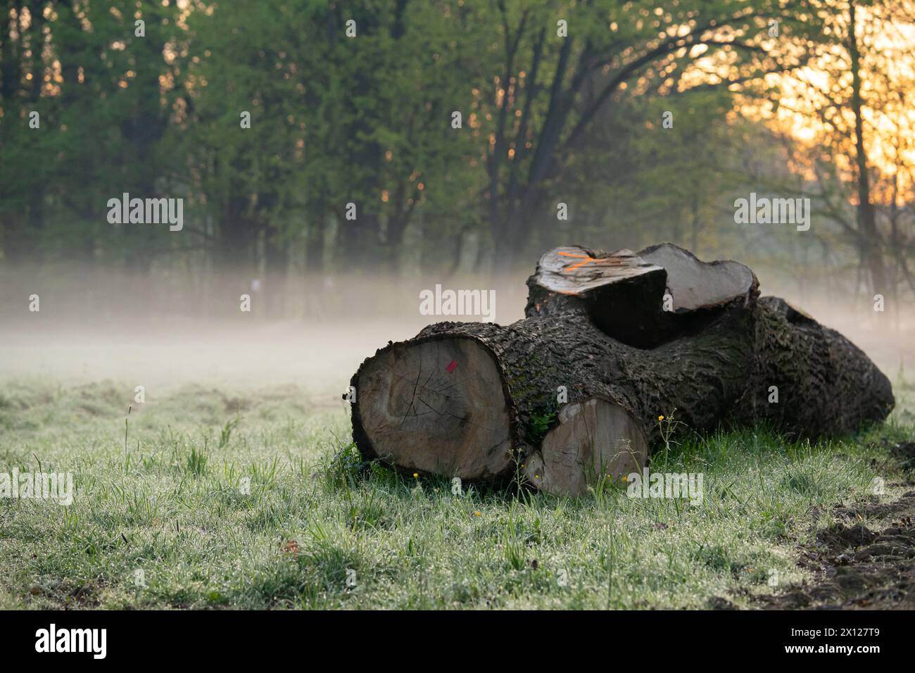 Abattre les arbres dans les parcs et les forêts, Banque D'Images