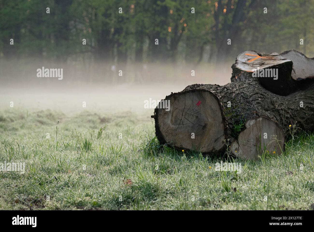 Abattre les arbres dans les parcs et les forêts, Banque D'Images