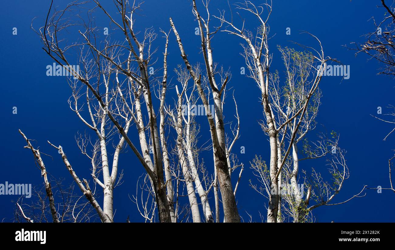 Arbres séchés devant le ciel bleu. Les pins et les érables se dessèchent en raison de maladies ou du manque d'eau. Sécher l'arbre et les branches. Banque D'Images