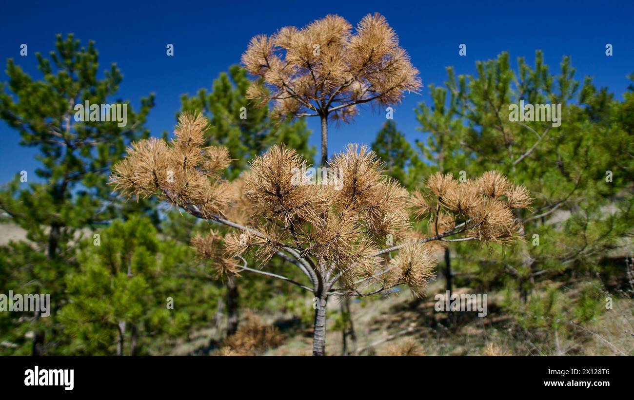 Arbres séchés devant le ciel bleu. Les pins et les érables se dessèchent en raison de maladies ou du manque d'eau. Sécher l'arbre et les branches. Banque D'Images