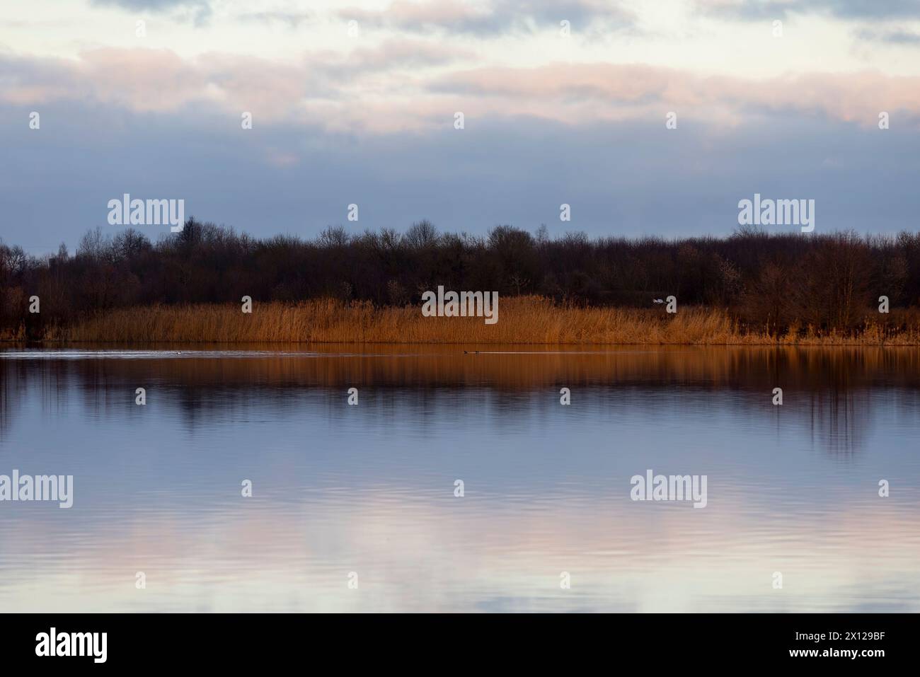 lac en hiver pendant le lever du soleil, un grand lac en hiver le matin pendant le lever du soleil Banque D'Images