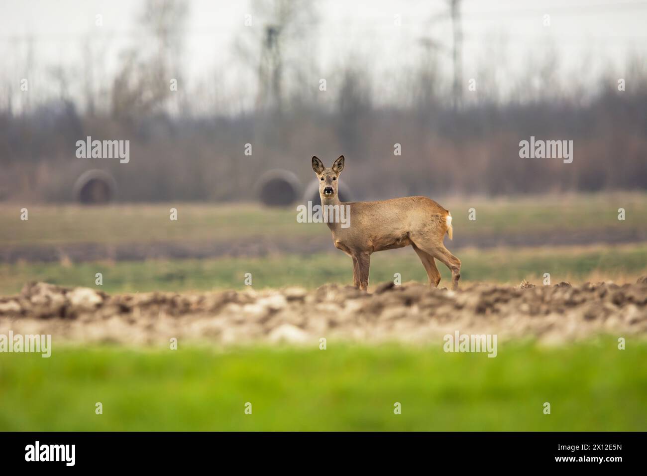 Chevreuil européen dans un champ rural, jour de mars, Czulczyce, Pologne Banque D'Images