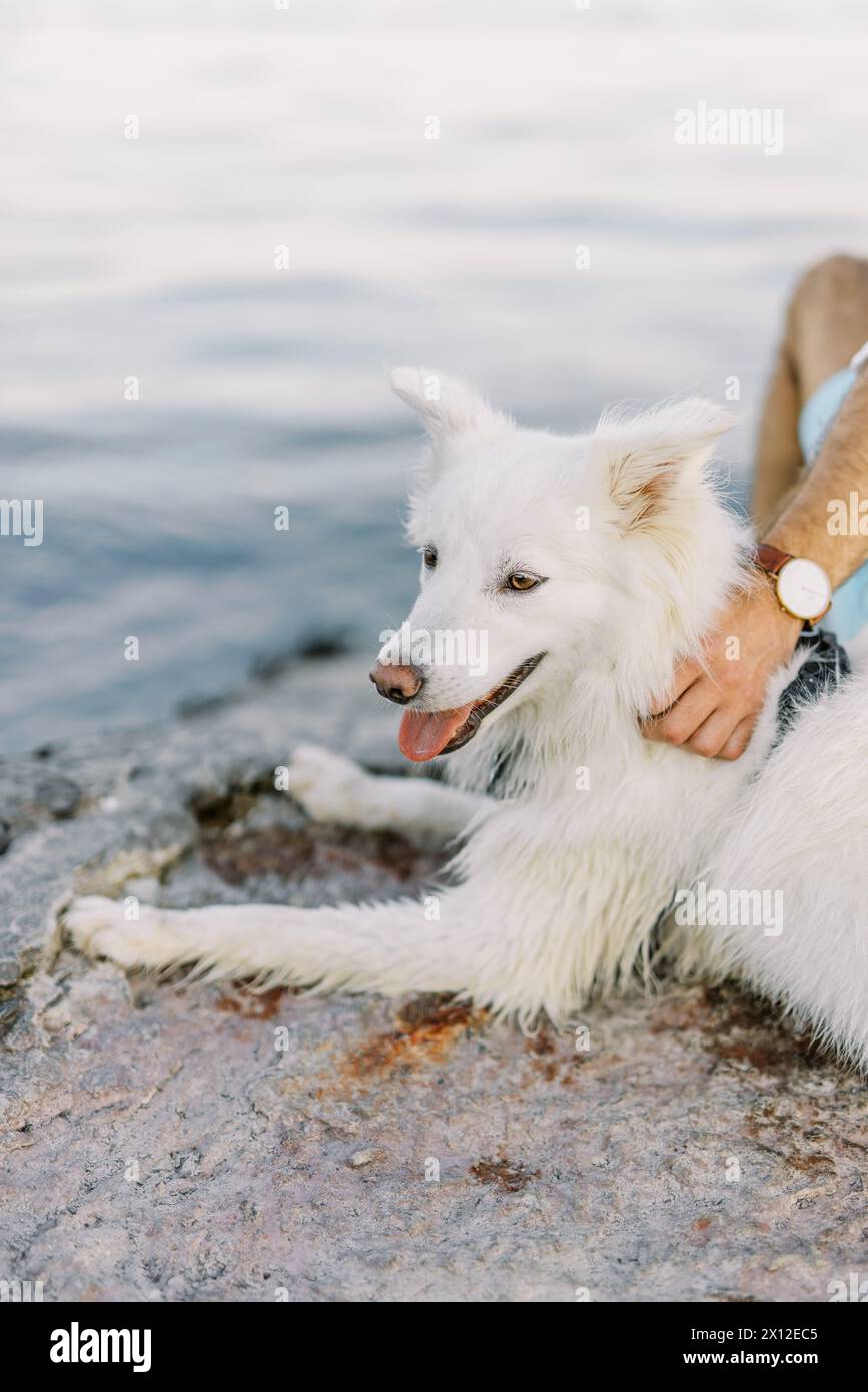 Chien blanc heureux jouissant d'un caressage au bord de l'eau Banque D'Images Chien blanc heureux jouissant d'un caressage au bord de l'eau Banque D'Images