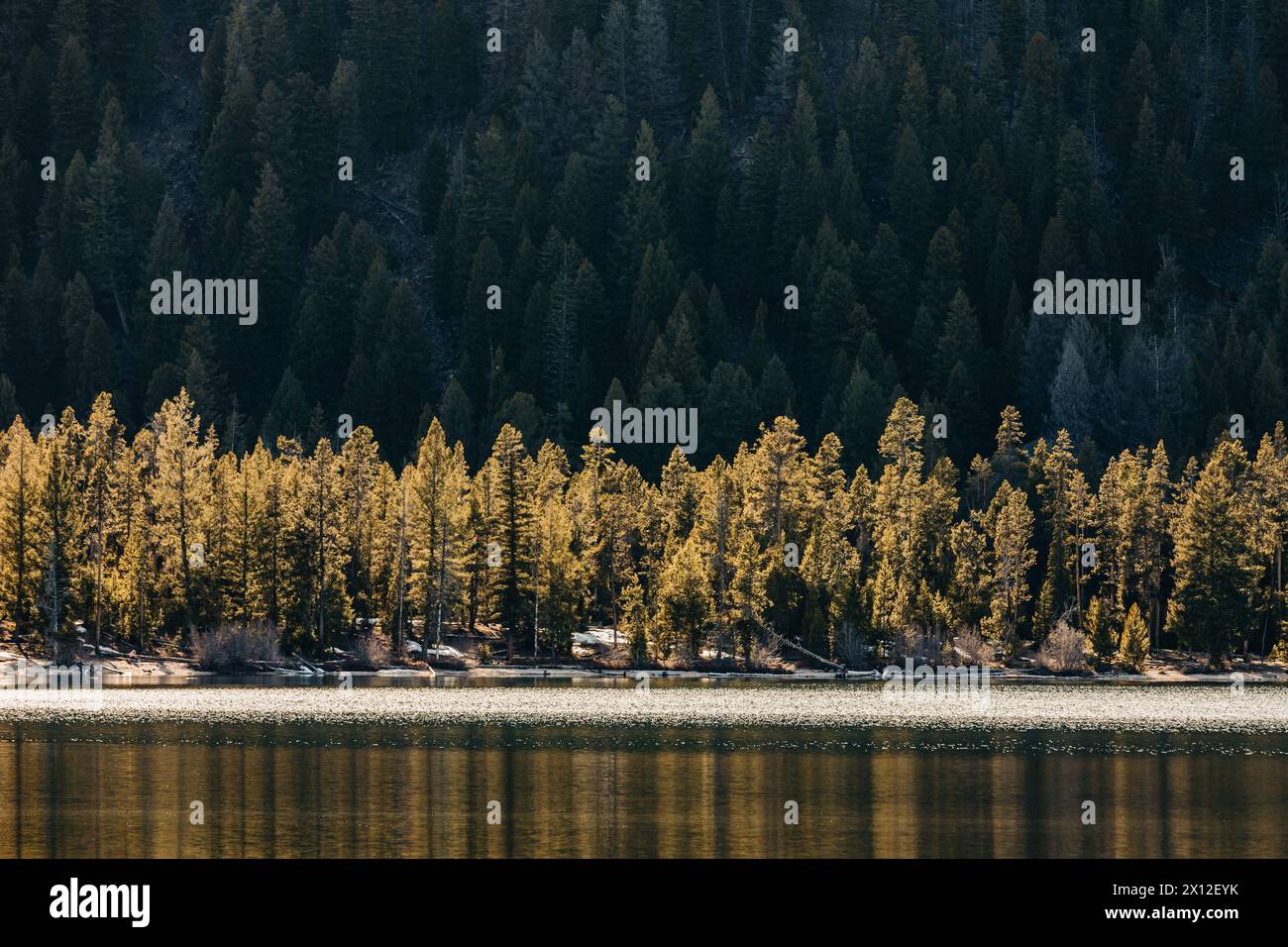 Étendue d'arbres forestiers rétro-éclairés le long de la rive du lac à Stanley, Idaho Banque D'Images