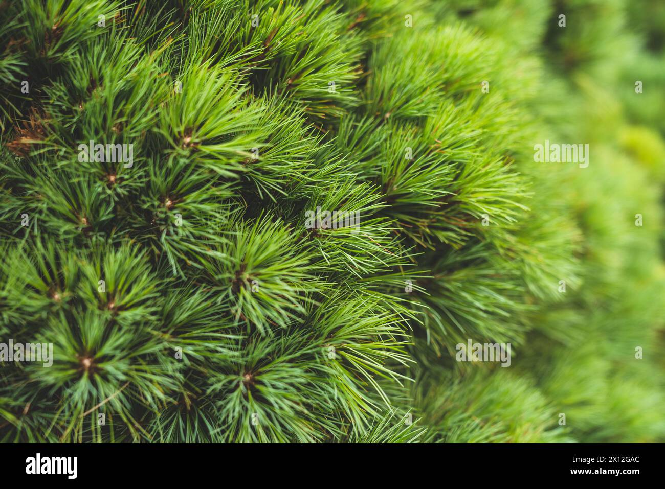 Sentez avec vos yeux la texture du pin Banque D'Images