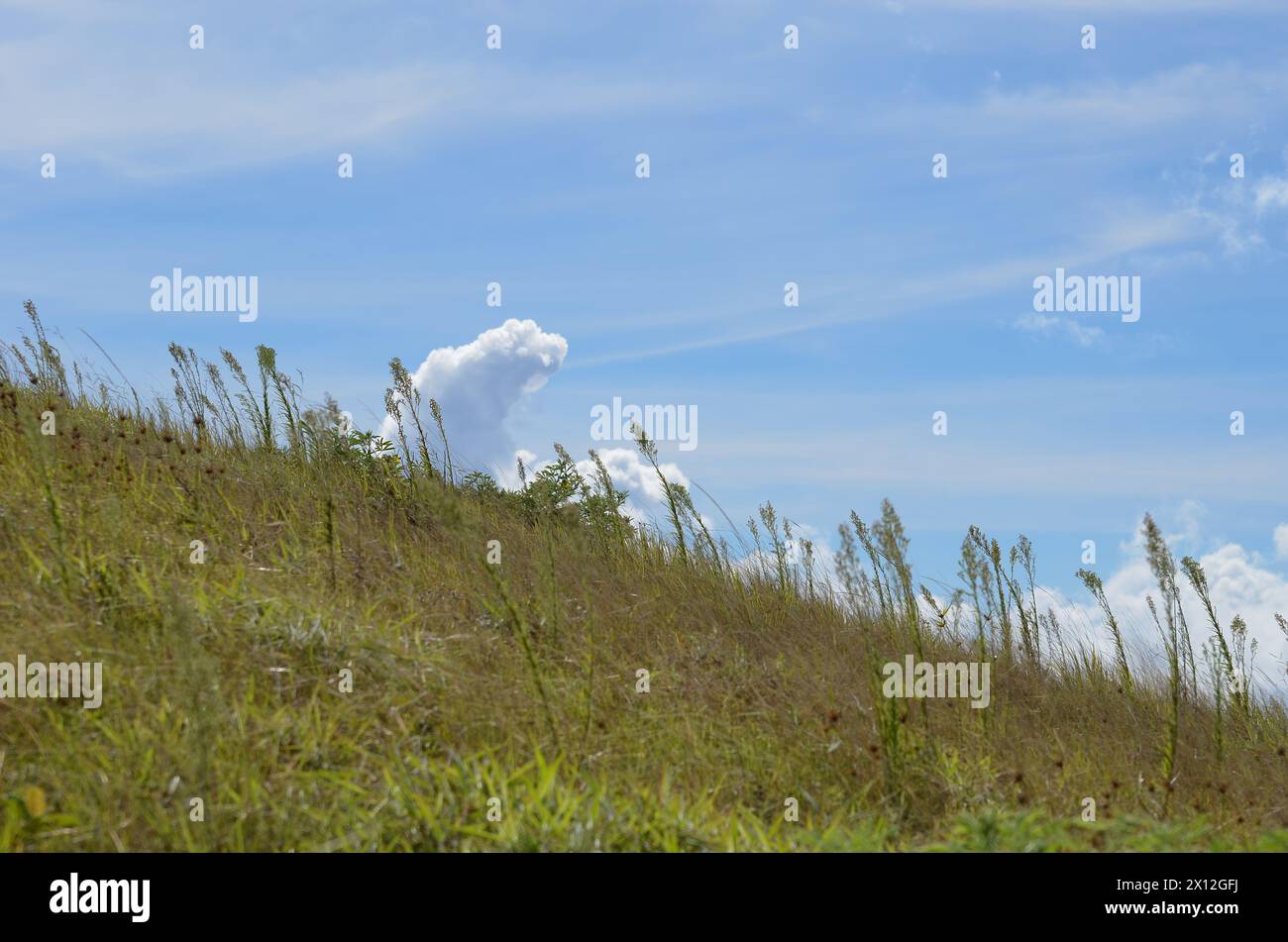 Un champ d'herbe avec un nuage dans le ciel Banque D'Images