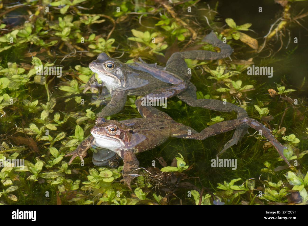 grenouilles mâles flottant dans l'herbe dans l'étang de jardin attendant que les femelles frayent, se reproduisent Banque D'Images