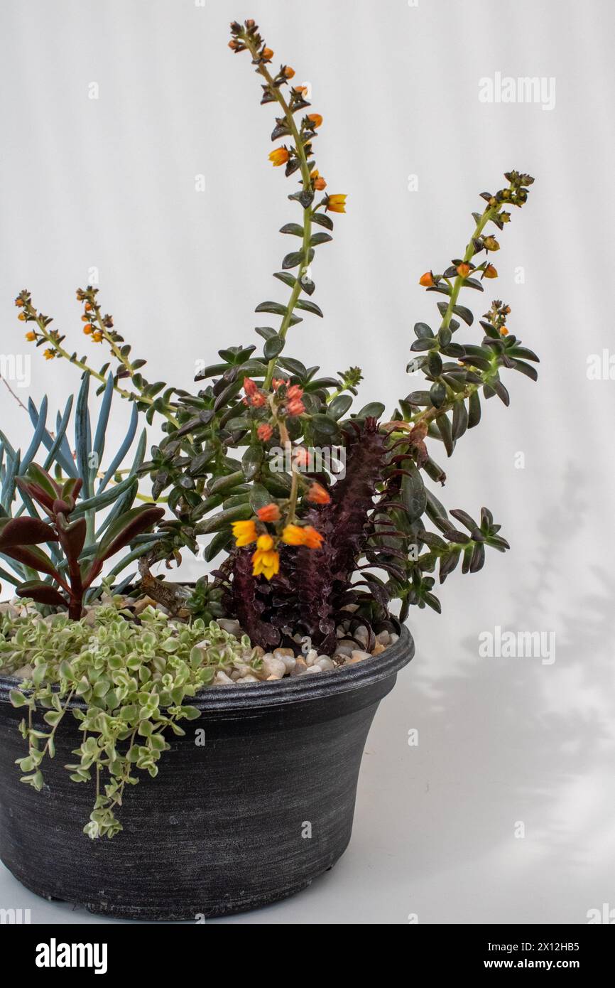 Un éventail diversifié de plantes succulentes en fleurs crée un ind captivant Banque D'Images