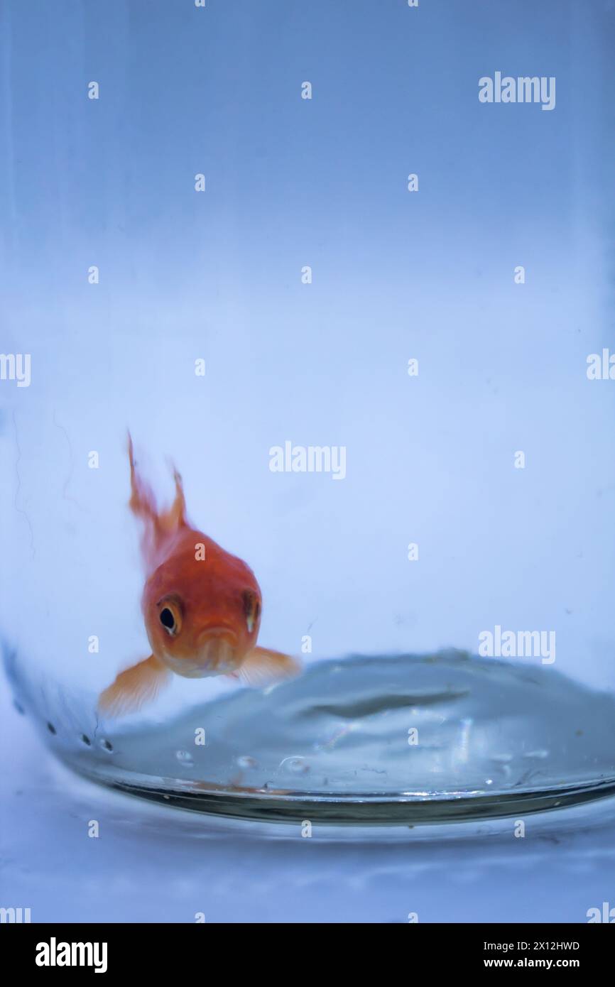 Curieux poisson rouge regardant hors d'un bol en verre transparent Banque D'Images