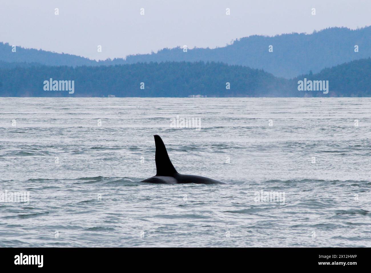 Orques dans la mer des Salish : Washington Banque D'Images
